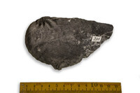 F 00296
<br/>
<br/>
<em></em>